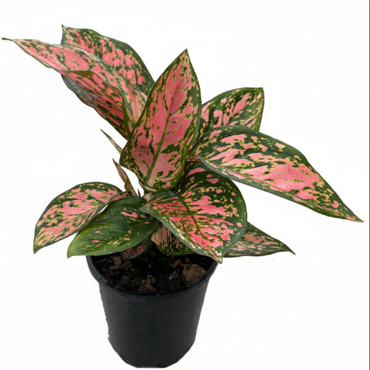 Aglaonema Red - Air Purifying Plant – Green Plants