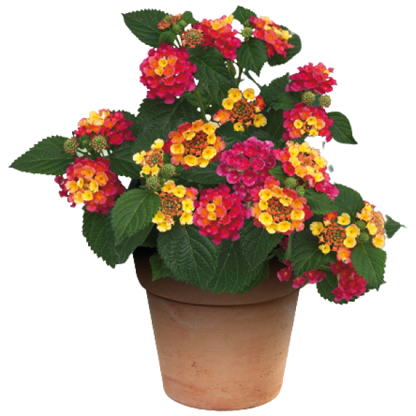 Lantana Camara, Red Sage – image 3