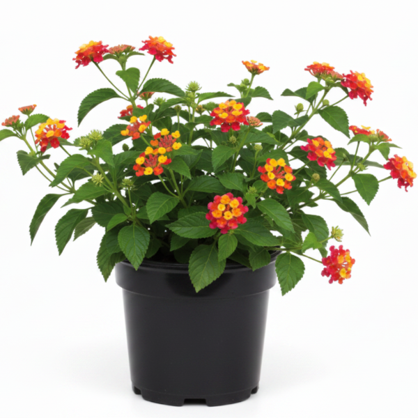 Lantana Camara, Red Sage – image 2