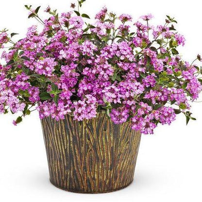Lantana Montevidensis Purple, Trailing lantana – image 4