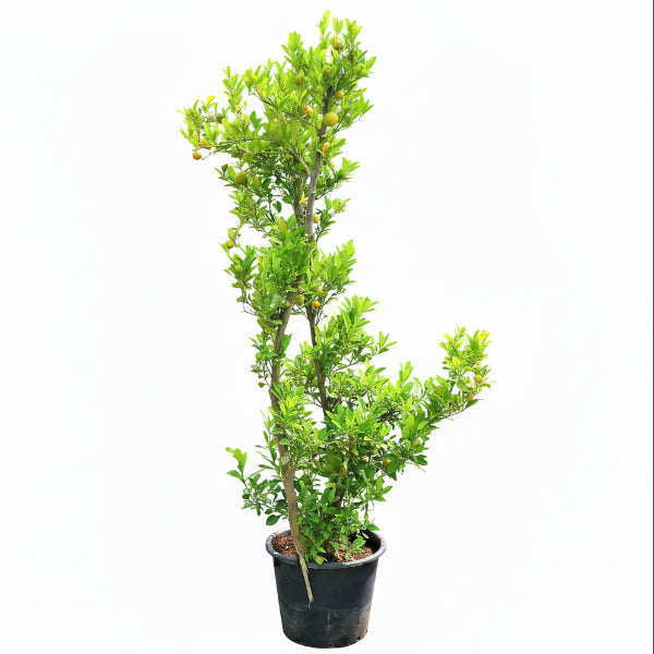 Lemon Tree, Citrus Lemon – image 3