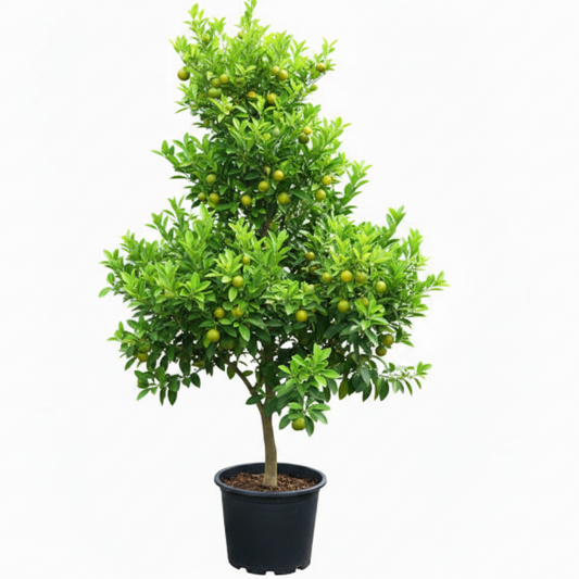 Lemon Tree, Citrus Lemon – image 1