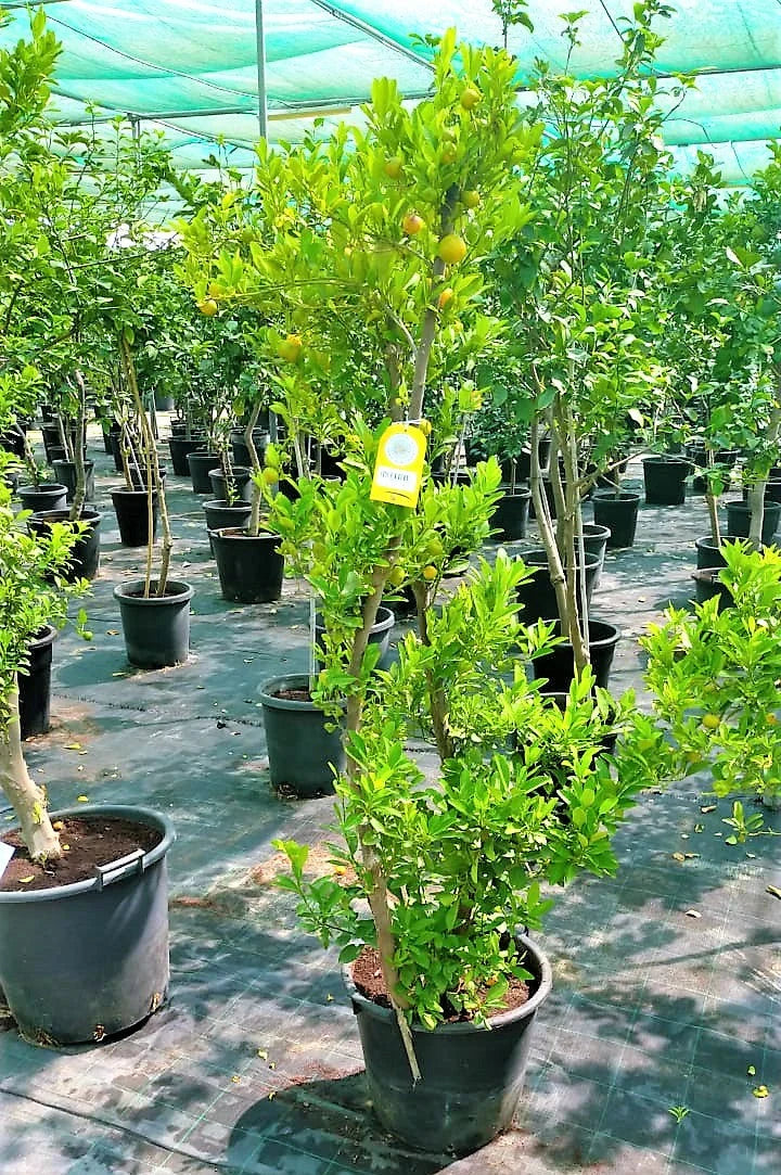 Lemon Tree, Citrus Lemon – image 8
