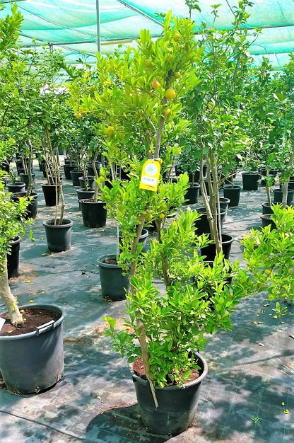 Lemon Tree, Citrus Lemon – image 8