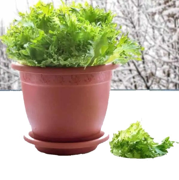 Lettuce, Lactuca Sativa – image 5