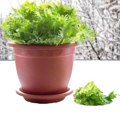 Lettuce, Lactuca Sativa – image 5