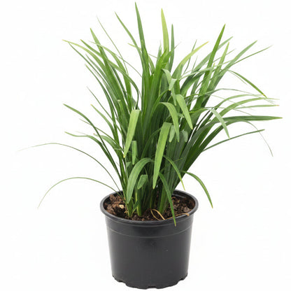 Liriope Muscari, Lilyturf – image 2
