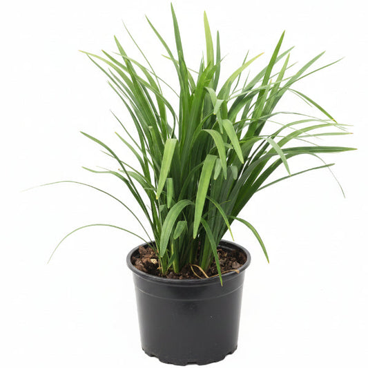 Liriope Muscari, Lilyturf – image 2