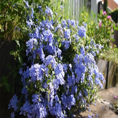 Plumbago Capensis, The Blue Plumbago – image 4