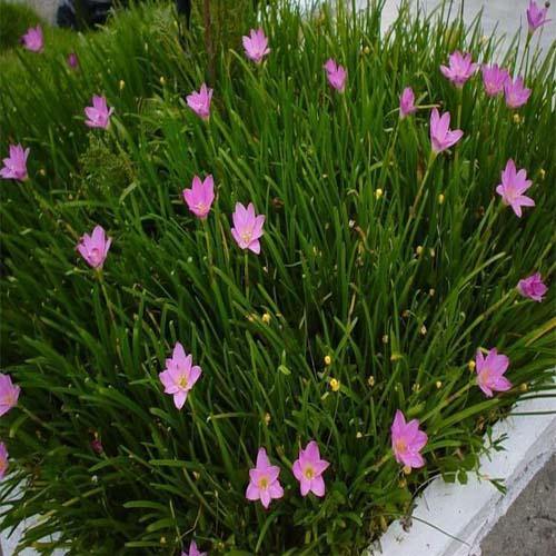 Rain Lily, Zephyr Lily, Zephyranthes Grandiflora, Lilly – image 3