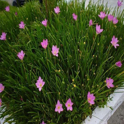Rain Lily, Zephyr Lily, Zephyranthes Grandiflora, Lilly – image 3