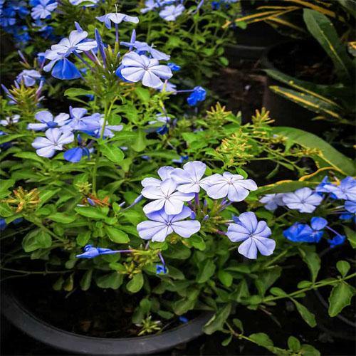 Plumbago Capensis, The Blue Plumbago – image 5