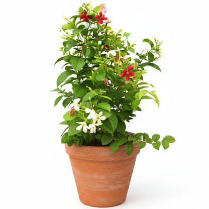 Clerodendrum Thomsoniae, Pink Bleeding Heart Vine – image 4