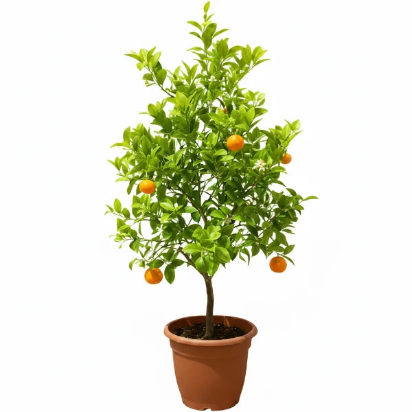 Mandarin Plant, Kinnow Orange tree – image 1