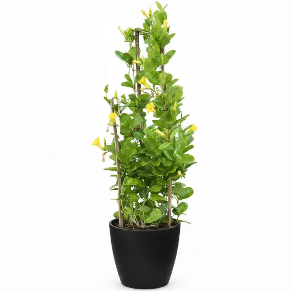 Tristellateia australasiae, Shower of Gold Climber – image 4