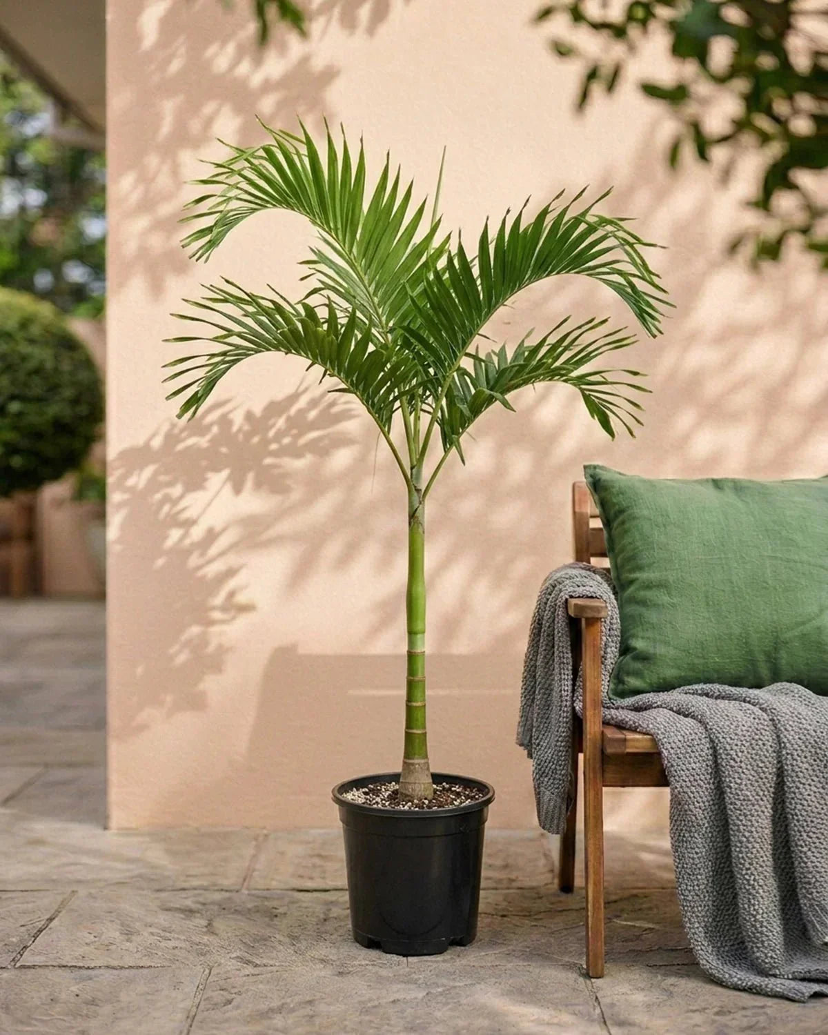 Manila Palm, Veitchia Merrillii – image 9