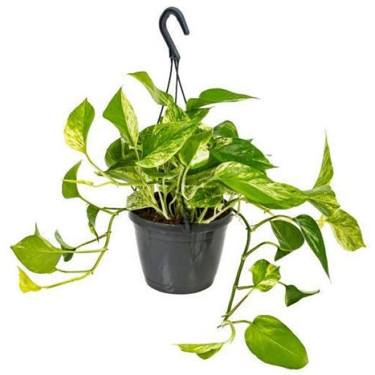 Epipremnum Pinnatum, Marble Queen, Money Plant – image 2