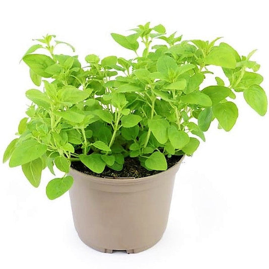 Sweet Marjoram – image 1