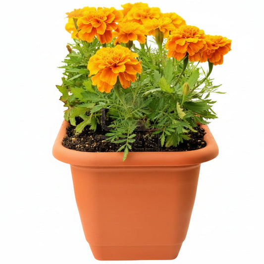 Marigold – image 1