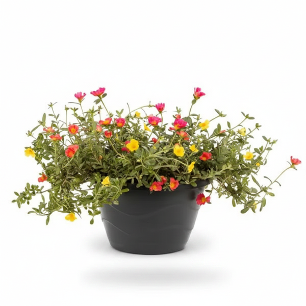 Rose Moss, Portulaca Grandiflora – image 12