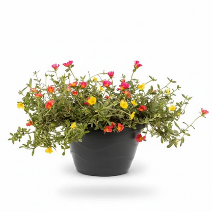 Rose Moss, Portulaca Grandiflora – image 12