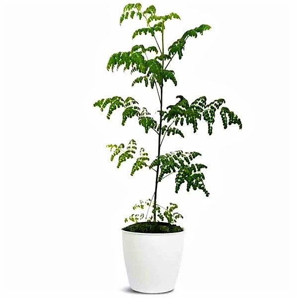 Moringa Oleifera, Drum Stick – image 7