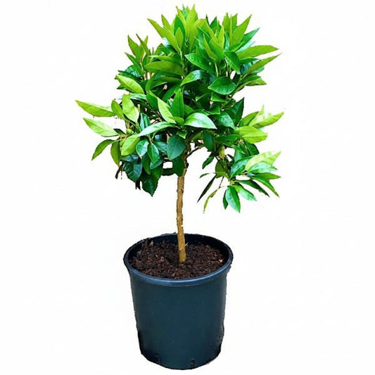 Citrus sinensis Moro, Blood Orange Tree – image 1
