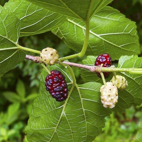 Mulberry Tree, Morus Alba – image 4