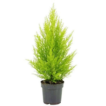 Goldcrest Wilma, Cupressus macrocarpa, Lemon Cyperus – image 4