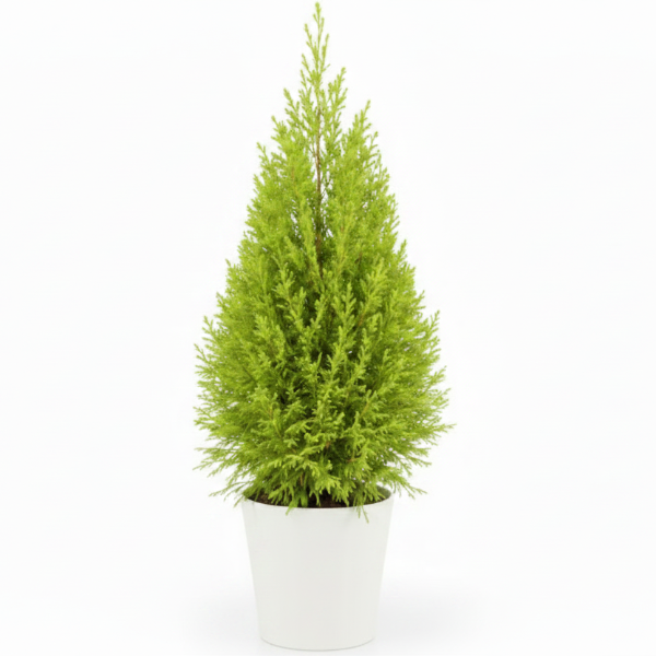 Goldcrest Wilma, Cupressus macrocarpa, Lemon Cyperus – image 5