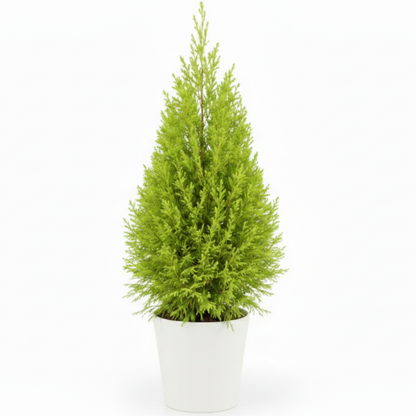 Goldcrest Wilma, Cupressus macrocarpa, Lemon Cyperus – image 5