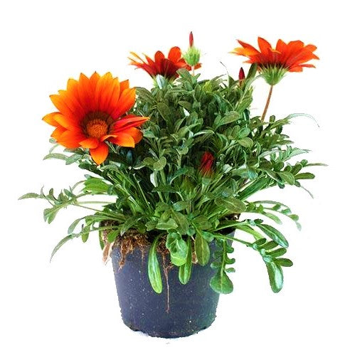 Gazania Flowering Plants – image 2