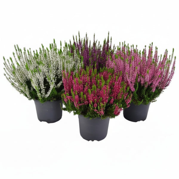 Calluna Vulgaris, Summer Heather – image 1