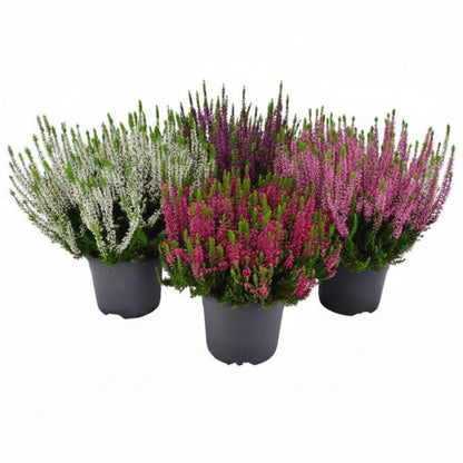 Calluna Vulgaris, Summer Heather – image 1