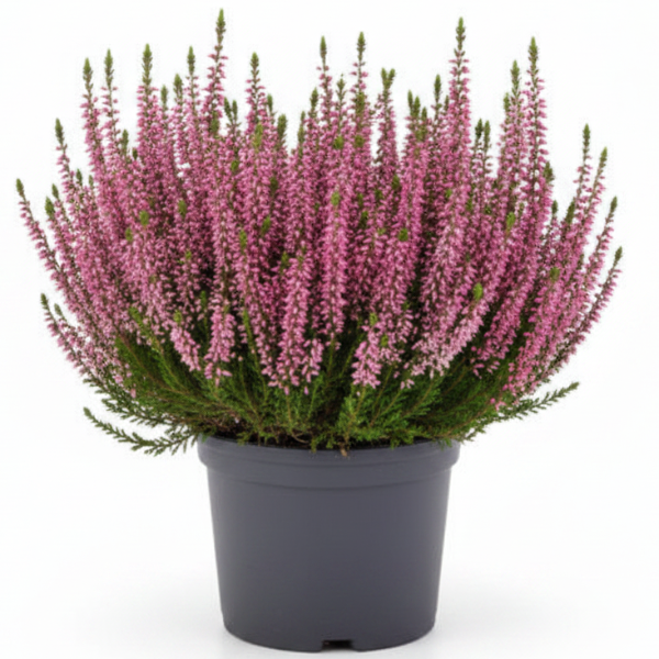 Calluna Vulgaris, Summer Heather – image 2