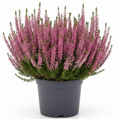 Calluna Vulgaris, Summer Heather – image 2