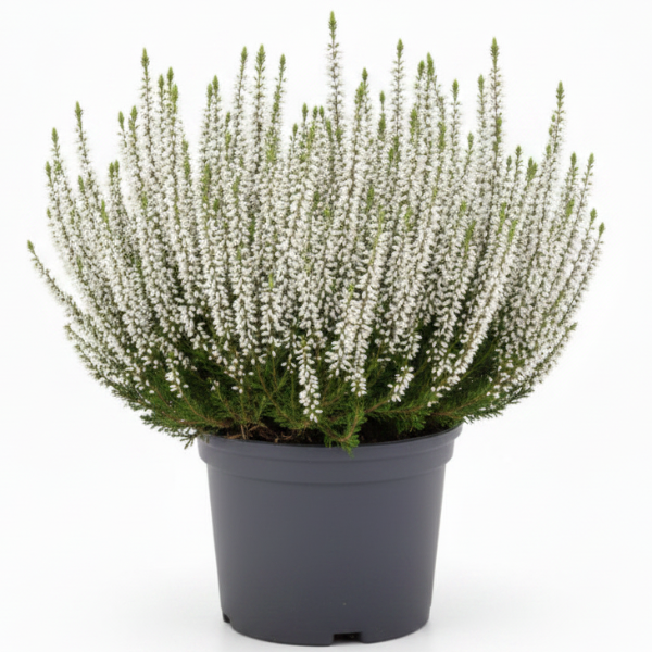 Calluna Vulgaris, Summer Heather – image 3