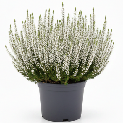 Calluna Vulgaris, Summer Heather – image 3