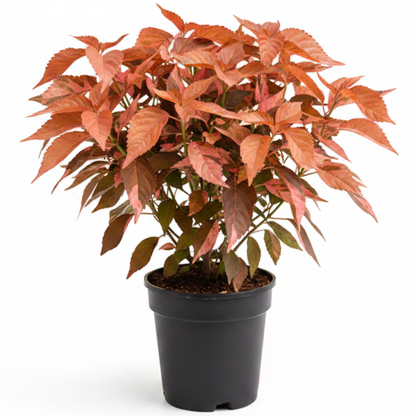 Acalypha wilkesiana, Copper Leaf – image 3