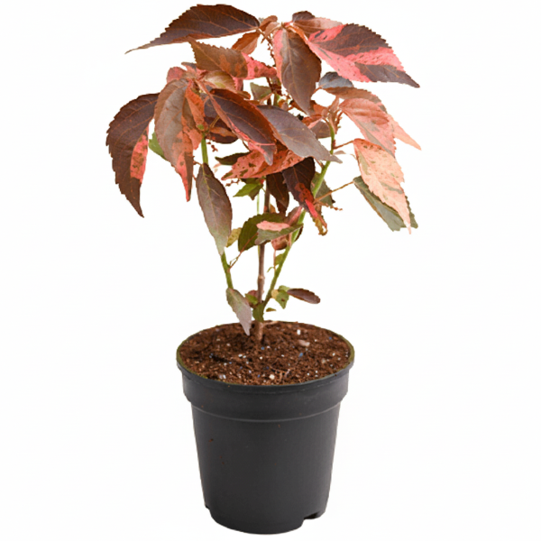 Acalypha wilkesiana, Copper Leaf – image 4