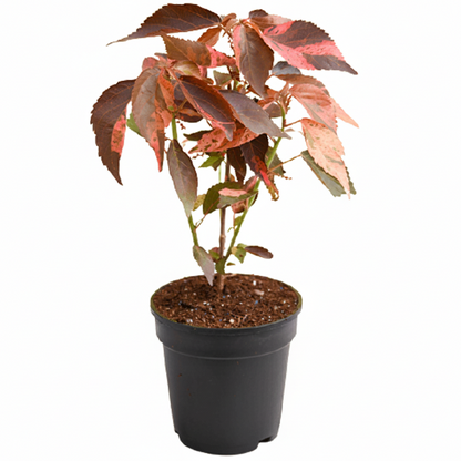 Acalypha wilkesiana, Copper Leaf – image 4
