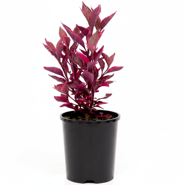 Alternanthera Red, Red Sessile, Joyweed (small) – image 1