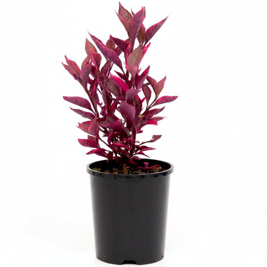 Alternanthera Red, Red Sessile, Joyweed (small) – image 1
