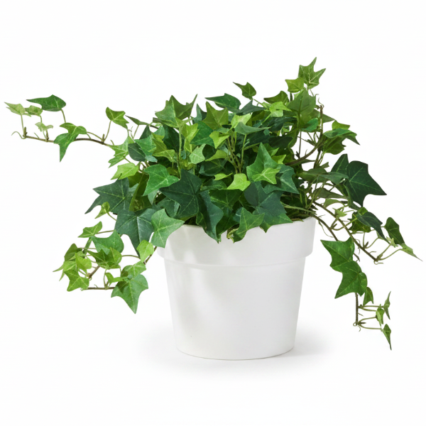 Hedera helix, English Ivy – image 4