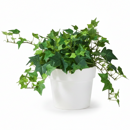 Hedera helix, English Ivy – image 4