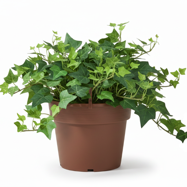 Hedera helix, English Ivy – image 2