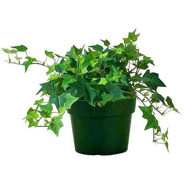 Hedera helix, English Ivy – image 3
