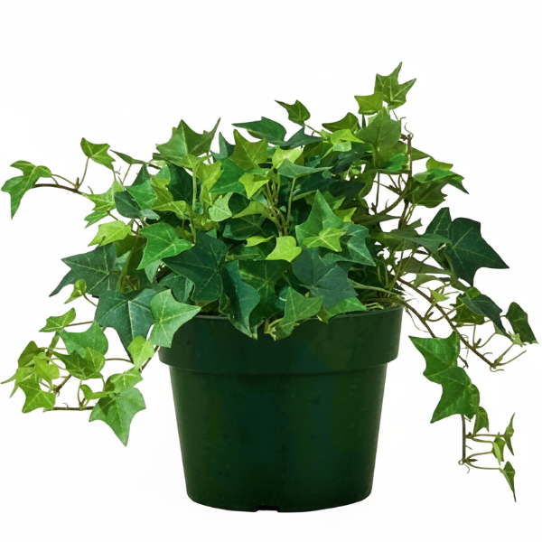 Hedera helix, English Ivy – image 1