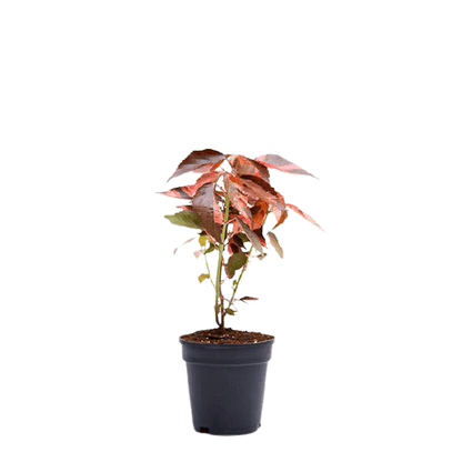 Acalypha wilkesiana, Copper Leaf – image 5