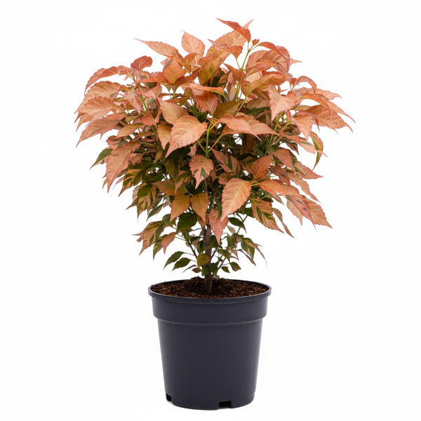 Acalypha wilkesiana, Copper Leaf – image 1